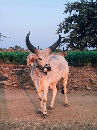 ગોઢલો વેચવાનો છે