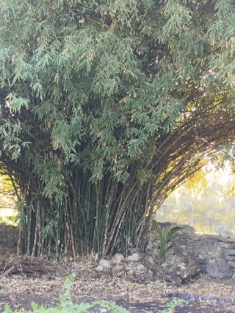 લીલા વાંસ ખેતરમાં ઊભાછે તે.