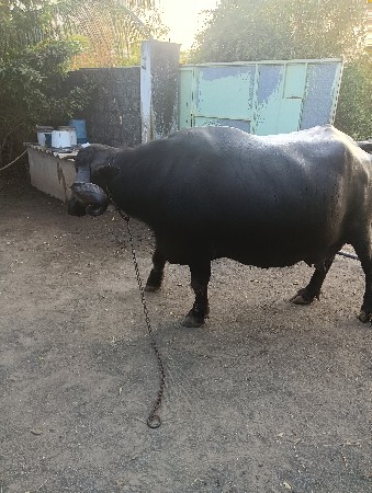 થંબનેલ 2