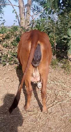 ગાય વેચવાની છે હોળકી છે