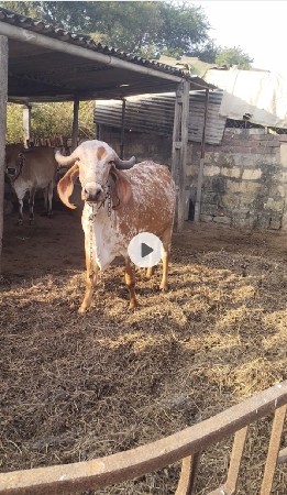ગાય વેચવા ની છે
