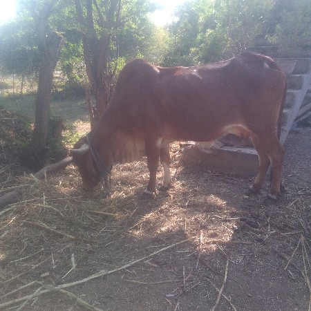 Gatorade veshvani se