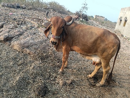 थंबनेल 3