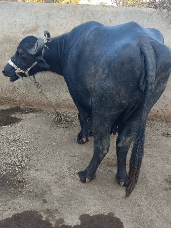 2 vetar kadeli vesavani che
.