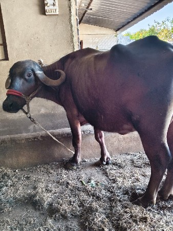 ભેંસ વેચવાની છે.