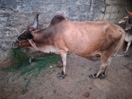 ગાય વેચવાની છે