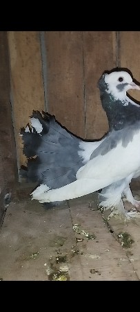 थंबनेल 2