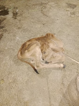 થંબનેલ 3