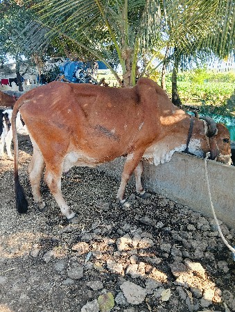 थंबनेल 2