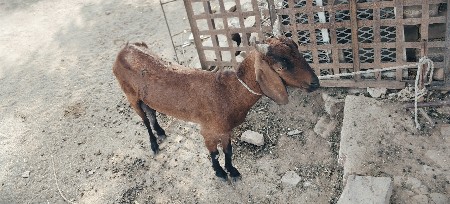 2 bakri vechava ni che