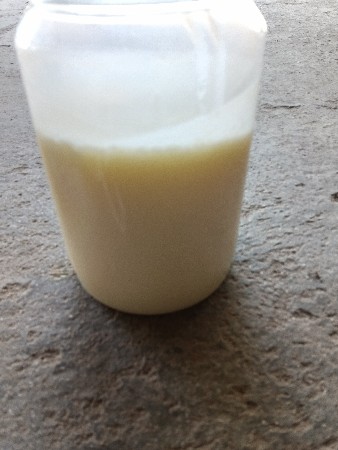 દેશી ગાયનું ઘી વેચવાનું છે