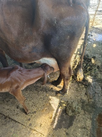 3 જુ વેતર