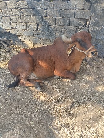 ગાય વેચવાની છે