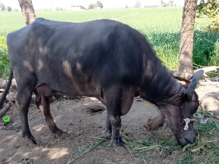 थंबनेल 3