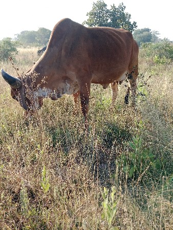 थंबनेल 3