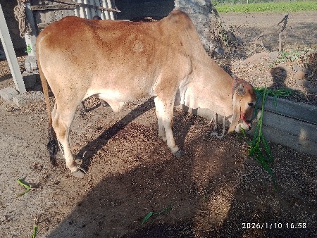 ગોઢલા વેચવા ના છે