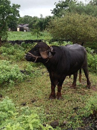 थंबनेल 2