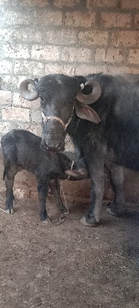 थंबनेल 2