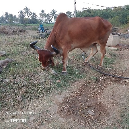 જમણી બાજું ચાલે