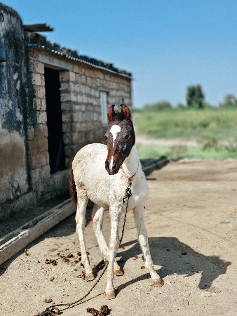 थंबनेल 3