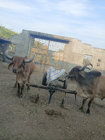 બળદ વેચવાના છે