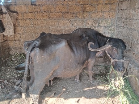 ભેંસ વેચવાની છે
