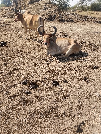 બળદ વેચવાના છે