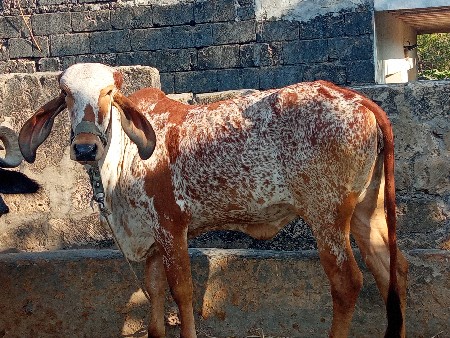 થંબનેલ 2