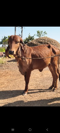 ઓરીજનલ ગીર હોડકી