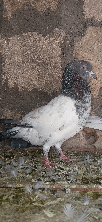 થંબનેલ 2