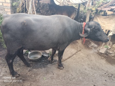 ભેંસ  બિજુ વેતર