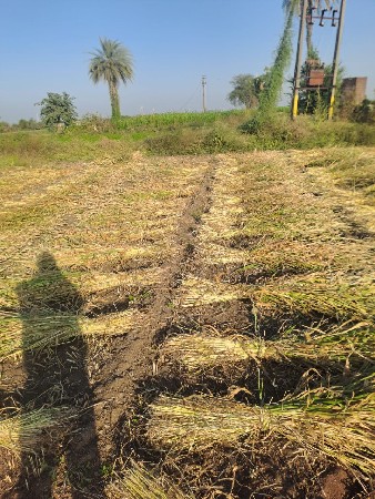 જુવારના પુરા વેચવાનાછે 5000 પુરાછે