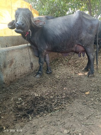 થંબનેલ 2