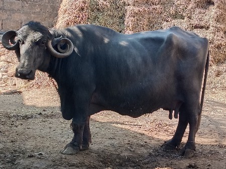 थंबनेल 3