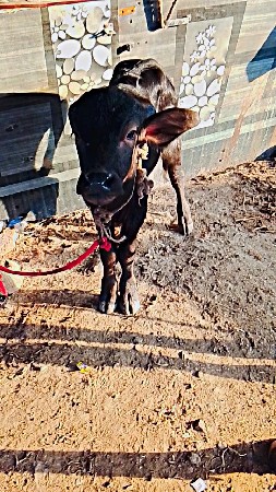 થંબનેલ 3