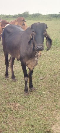 બે વર્ષની