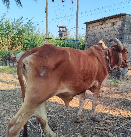 બળદ વેચવાનો છે