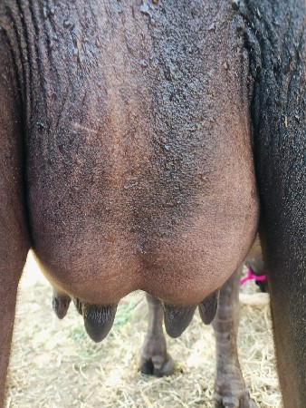 પેલું  વેતર