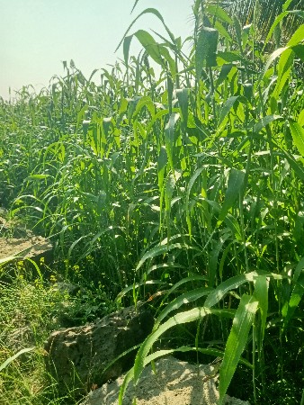 थंबनेल 2