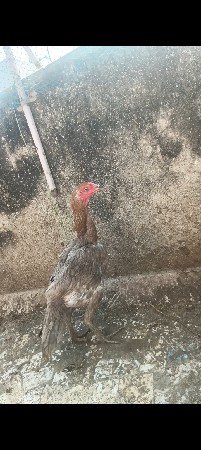 थंबनेल 3