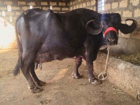 ભેંસ વેચવાની છે