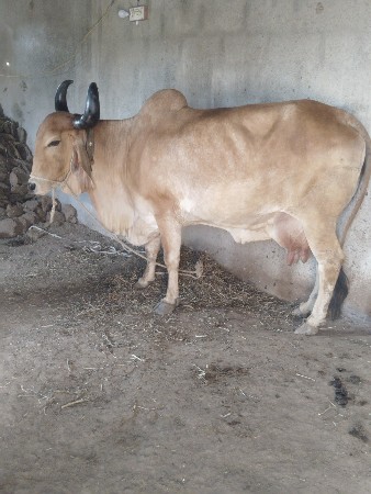 વૅચવાની છે. 6354382482