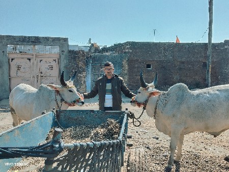 કચ્છી વઢિયારા