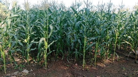 અમેરિકન મકાઈ નો ચારો વેચવાનો છે