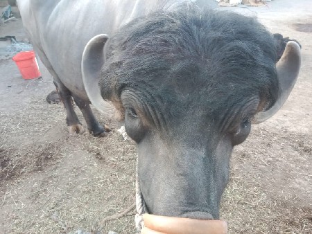 थंबनेल 2