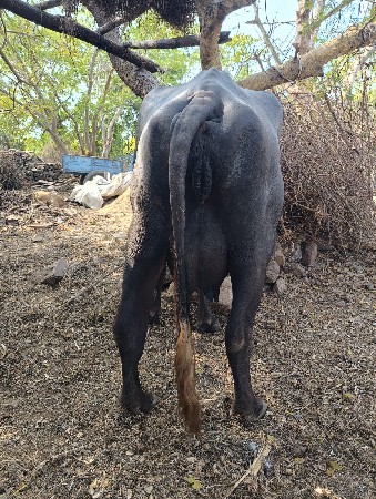 ભેસ વેચવાની છે