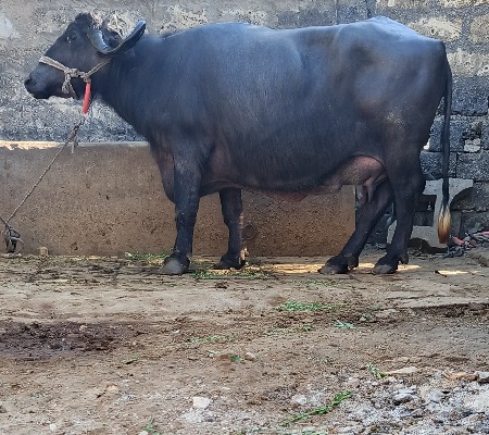 ભૅચ વૅચવાની છૅ.