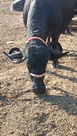 ભેંસ વેચવાની છે