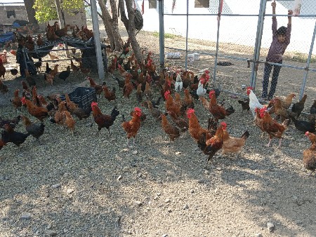 थंबनेल 2