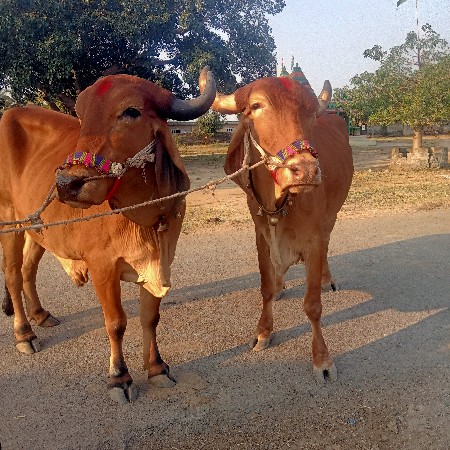 હાલતાં રેડ